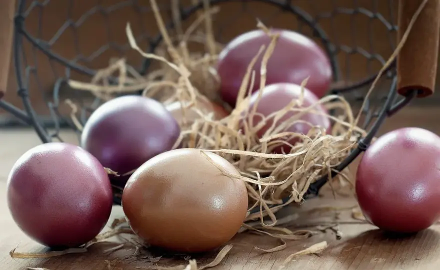 Poule Marans - Obtenez des œufs uniques et réussissez votre élevage
