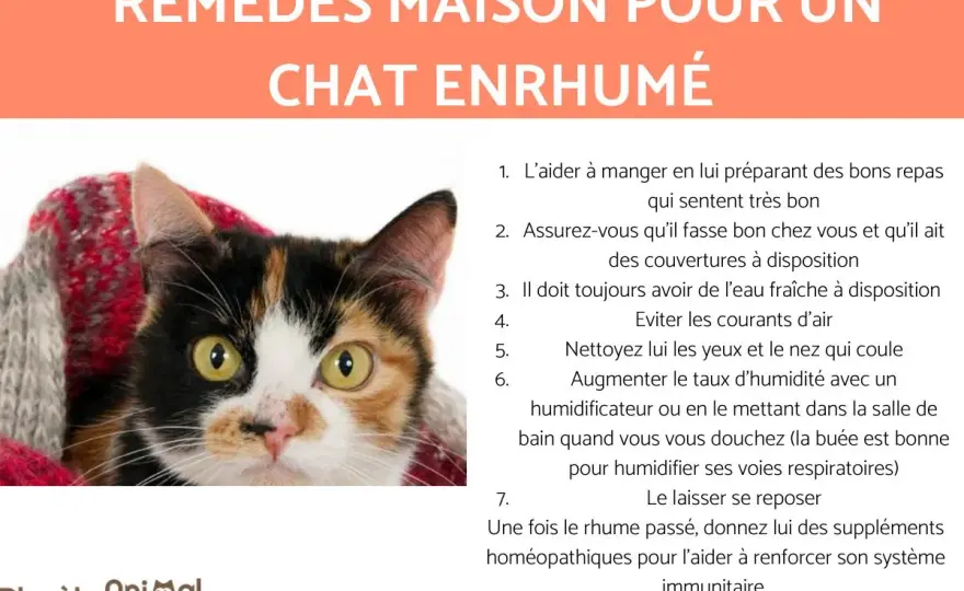Rhinite du chat - Soins naturels et quand consulter ?
