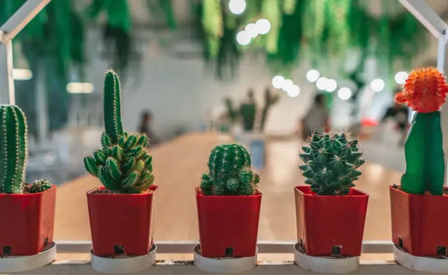 Bouture de cactus - Le guide complet pour une reprise réussie