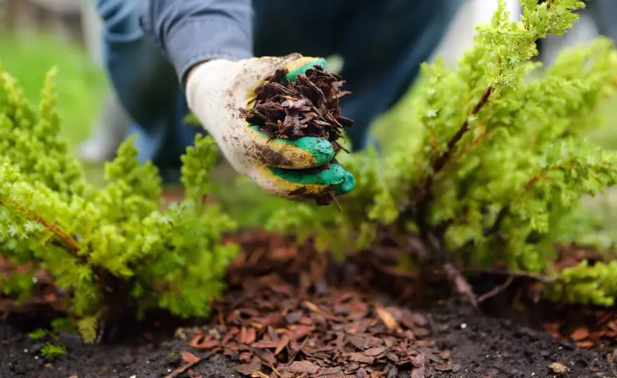 Strohmulch im Garten - Richtig anwenden für gesunde Pflanzen