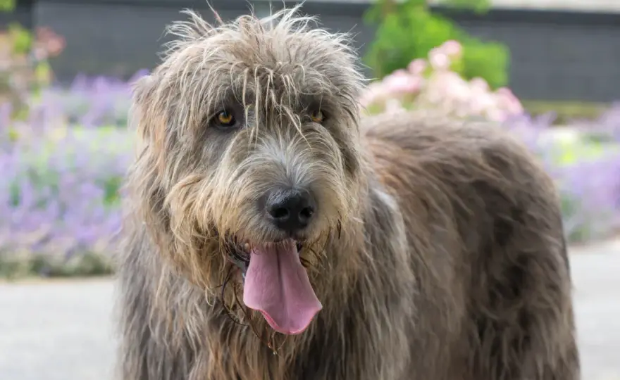 Irish Wolfhound - typische Krankheiten, Warnzeichen und Vorsorge
