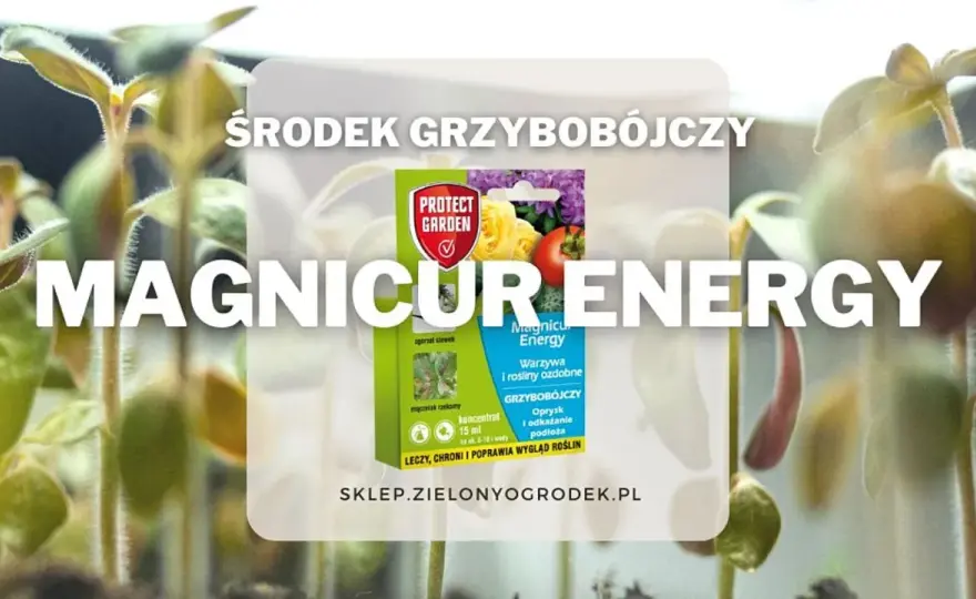Magnicur Energy - Jak zwalczyć fytoftorozę i zgorzel? Poznaj dawkę