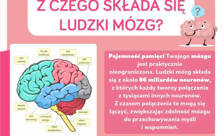Budowa neuronu - Zrozum, jak działa Twój mózg!
