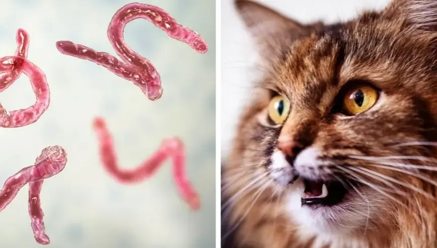 Würmer bei Katzen: Symptome erkennen und rechtzeitig handeln