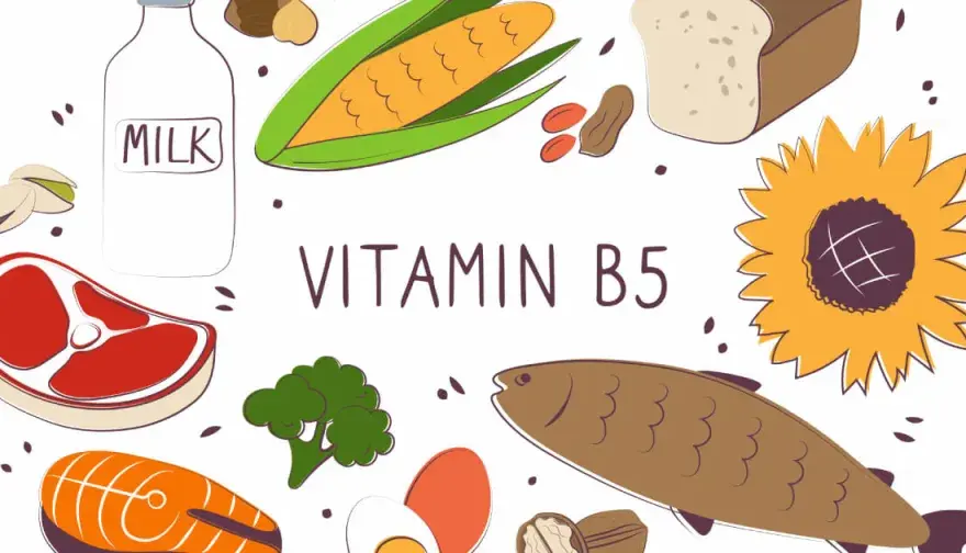 Wichtige Informationen über Vitamin B5: Funktionen, Quellen und Vorteile
