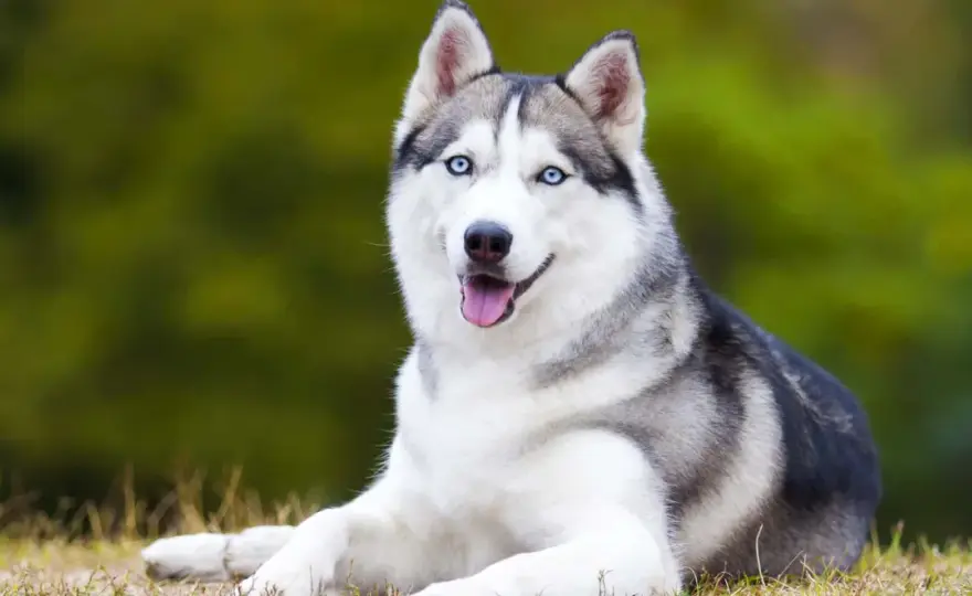 Jak wygląda husky? Poznaj charakterystyczne cechy i kolory tej pięknej rasy