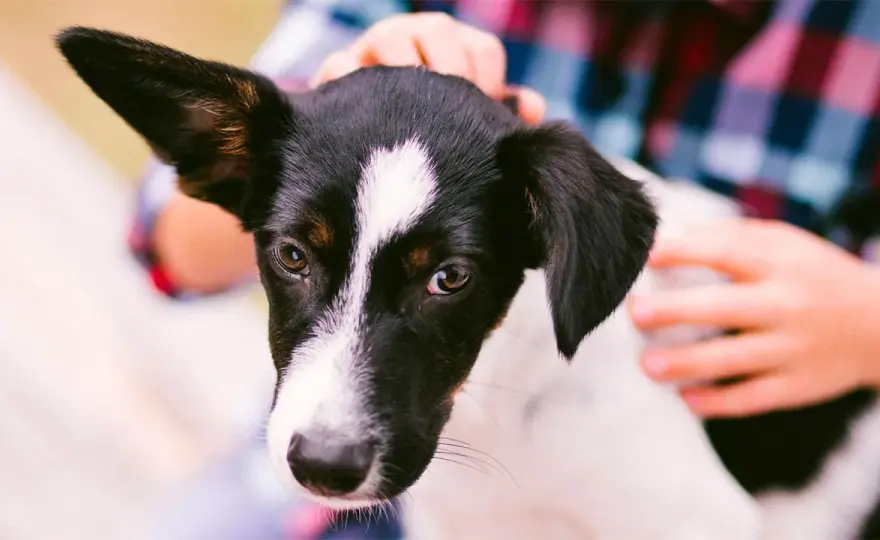 Perro mestizo - ¿Salud, cuidados y adopción en España?