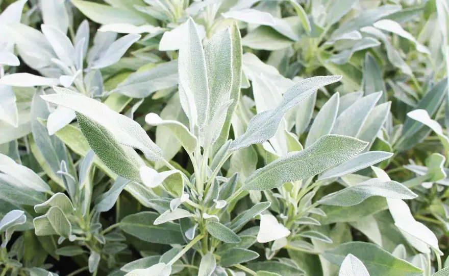 Salvia - Proprietà, usi e cautele. La guida completa