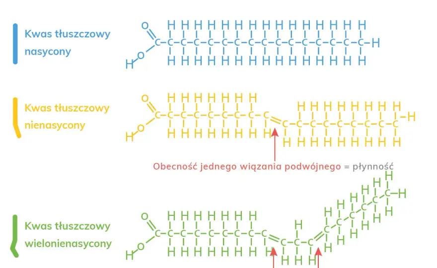 Nasycone kwasy tłuszczowe - czy na pewno wiesz wszystko?