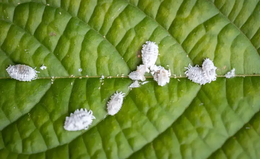Miellat et cochenilles - comment sauver vos plantes ?