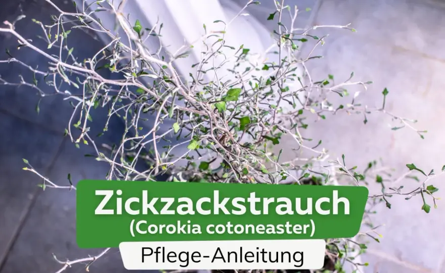 Zickzackstrauch pflegen - die besten Tipps für Kübel und Winter
