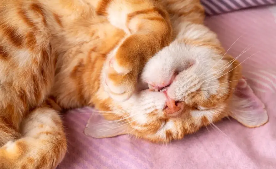 Wenn die Katze schnarcht - wann es harmlos ist und wann nicht