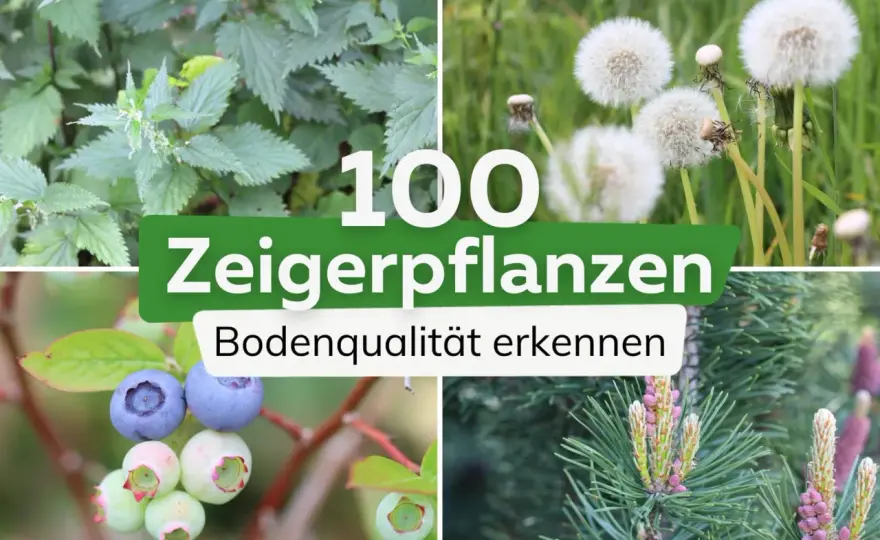 Zeigerpflanzen im Ackerbau - Ihr Boden-Detektiv im Feld