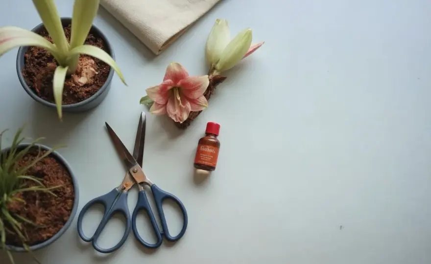 Vattna amaryllis rätt - Så får du perfekt blomning!