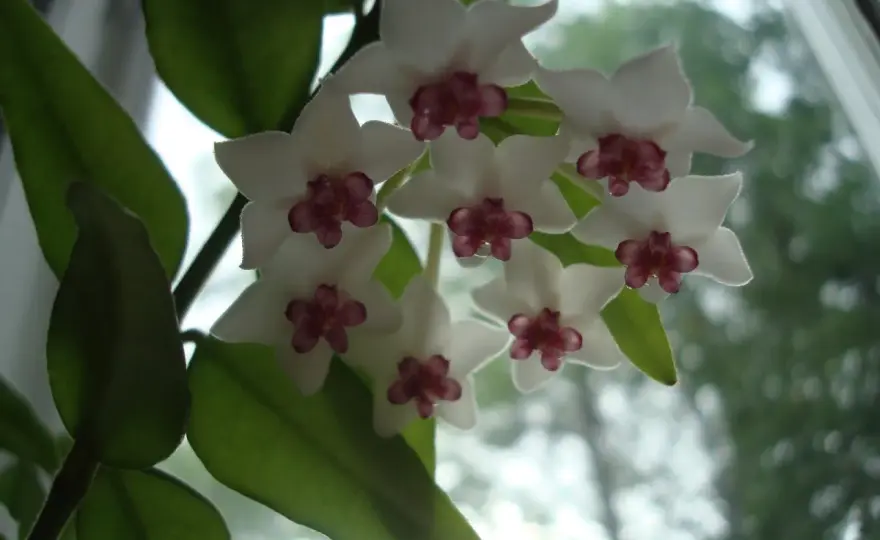 Porslinsblomma - så lyckas du med ljus, vattning och blomning