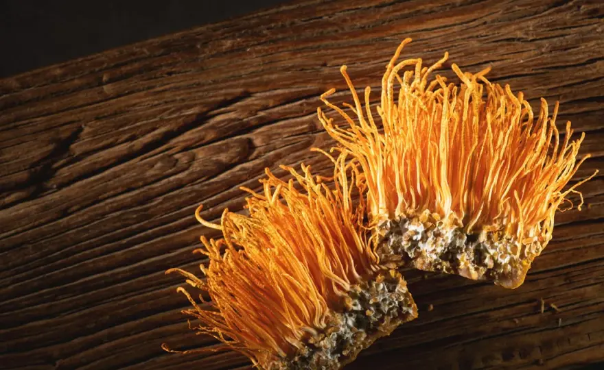 Cordyceps - Quando prenderlo e quando evitarlo?