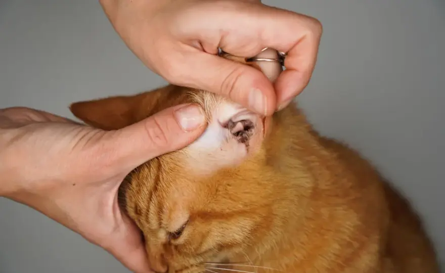 Katzenohr juckt ständig? Ursachen, Warnzeichen und Hilfe
