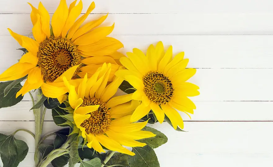 Bouquet de tournesols - L'art de la composition florale réussie
