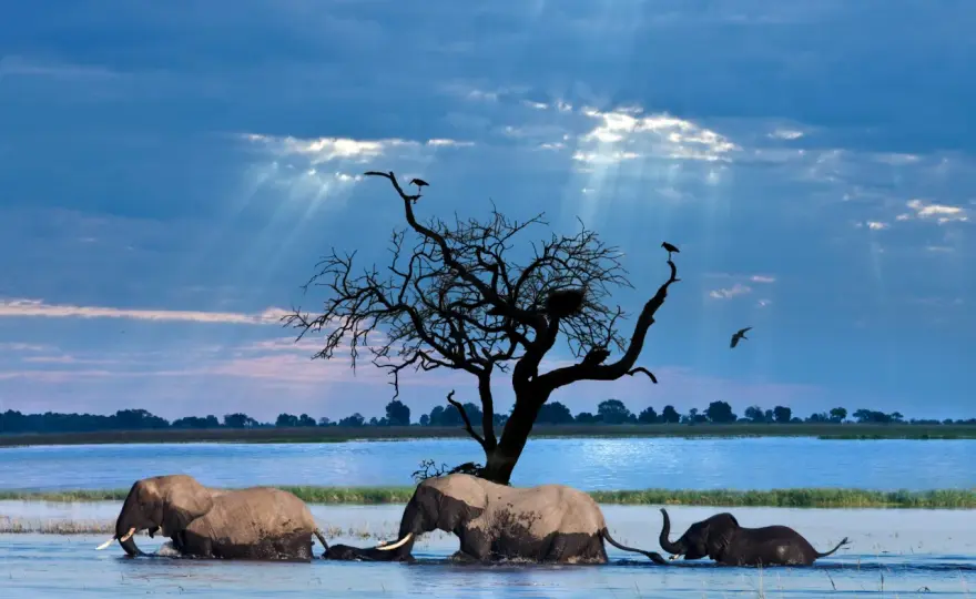 Botswana - Fakty, safari i diamenty. Co musisz wiedzieć?
