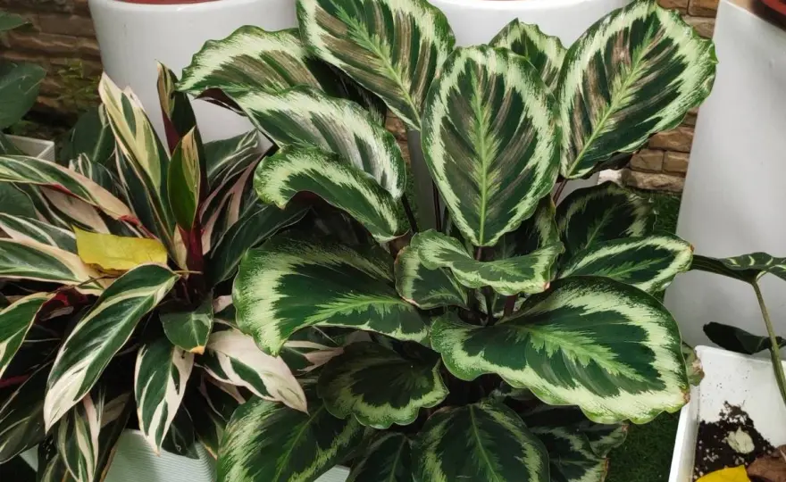 Jak dbać o calatheę - sprawdzone sposoby na zdrowe liście