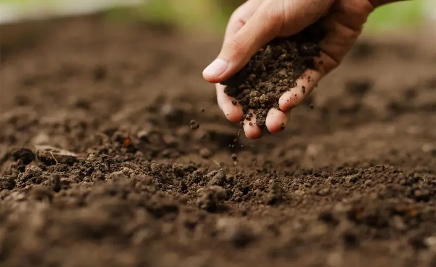 Come rendere acido il terreno senza danneggiare le radici