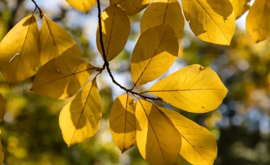 Liście magnolii - Co mówią o zdrowiu rośliny?