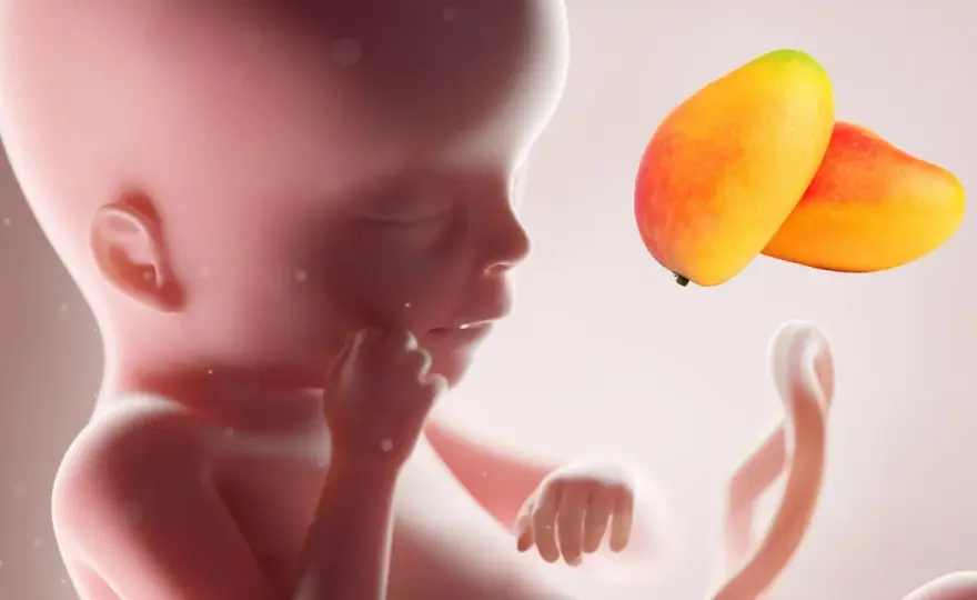 19 settimane quanti mesi sono? La verità ostetrica