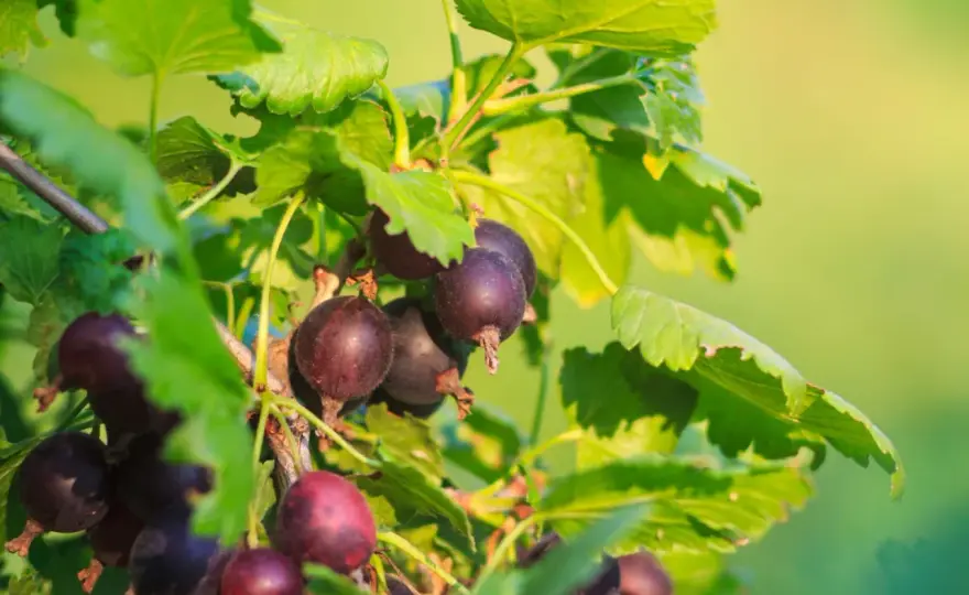 Jostabeere schneiden - so bleibt der Strauch gesund und ertragreich