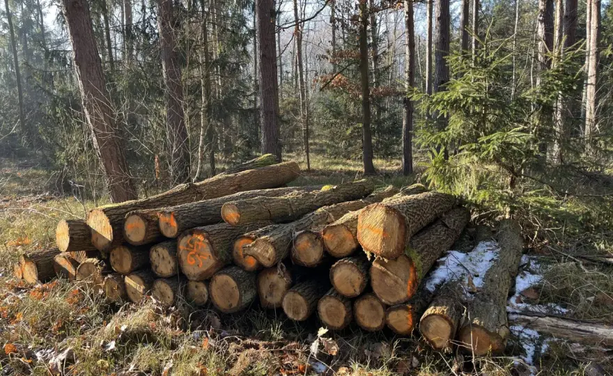 Drzewa chronione w Polsce: prawa, obowiązki i kary - sprawdź!