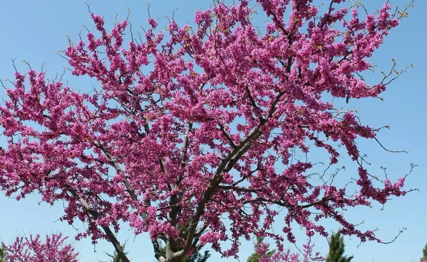 Różowa robinia - kiedy kwitnie i jak ją pielęgnować?