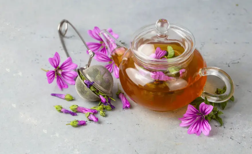 Malva, effetti collaterali e precauzioni da conoscere