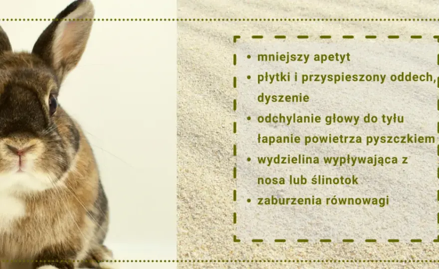 Czy króliki śmierdzą? Nie! 7 sposobów na świeżość w króliczym domu