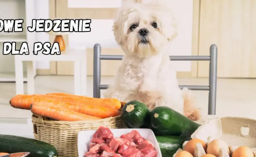 Gotowanie dla psa - Jak robić to zdrowo i bez błędów?