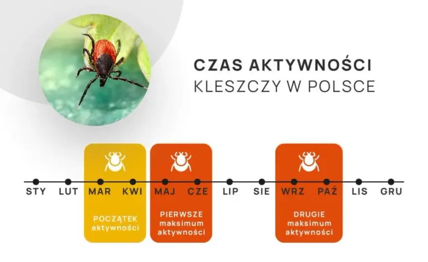 Od kiedy kleszcze? Nowy kalendarz zagrożeń i skuteczna ochrona