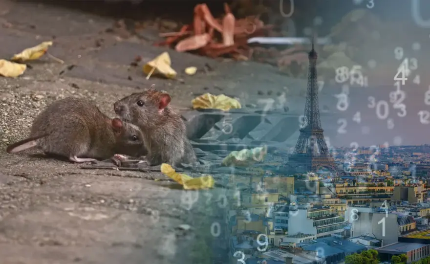 Combien de souris par portée - Chiffres et gestion