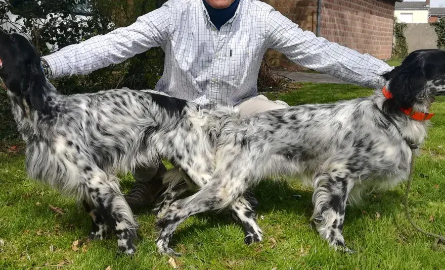 Première saillie du chien - Réussir ou stériliser?