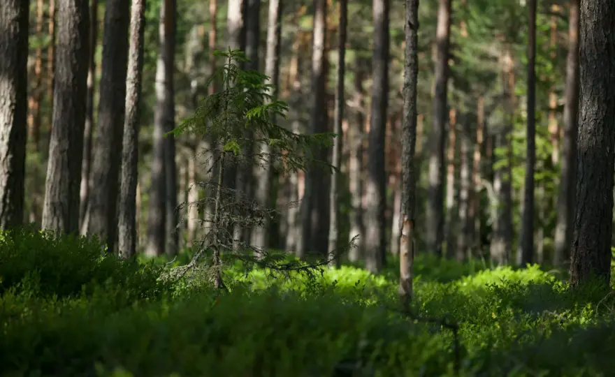 Wycena lasu prywatnego - ile naprawdę jest warta Twoja działka?