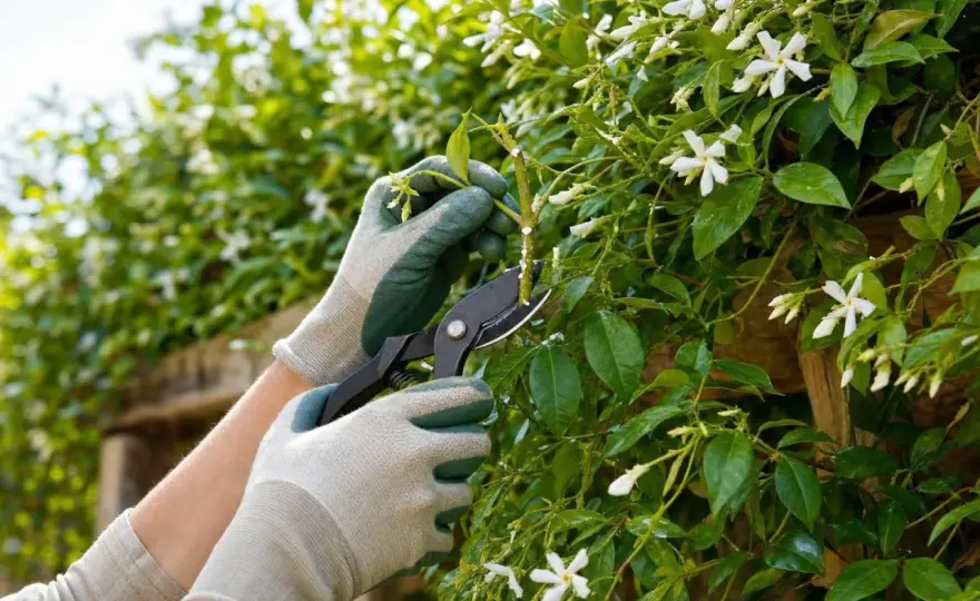Taille du jasmin étoilé après la floraison - les bons gestes