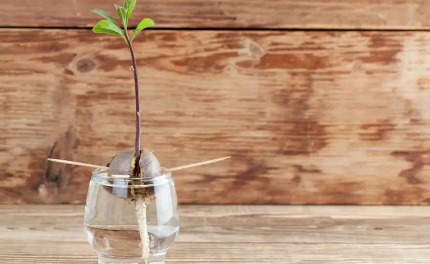 Avocado im Wasserglas ziehen - so startest du richtig