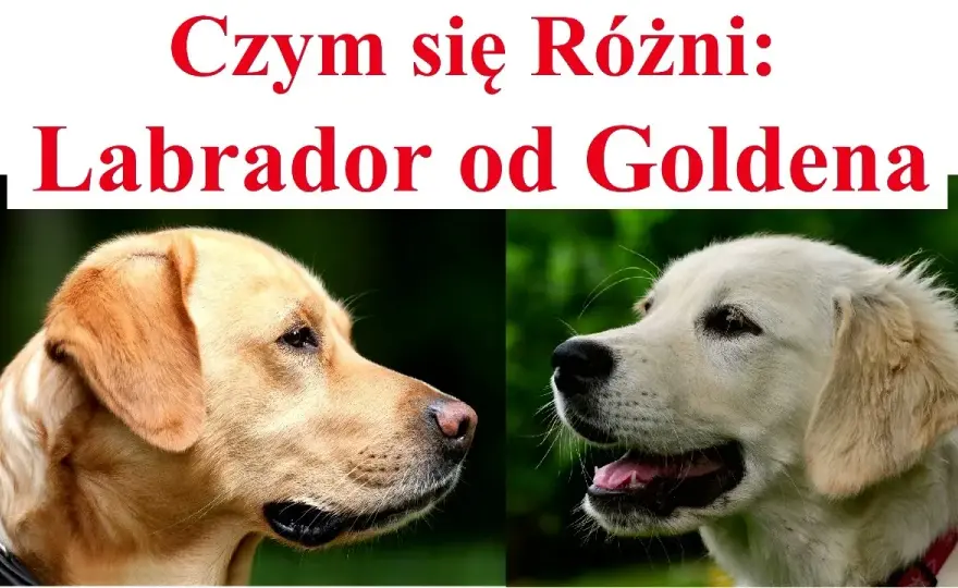 Labrador czy Golden Retriever? Kluczowe różnice dla Twojego wyboru.