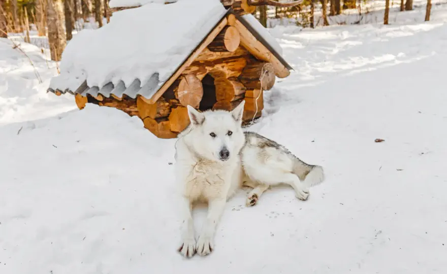 Dezynfekcja budy psa - jak myć, odkażać i dobrze wysuszyć
