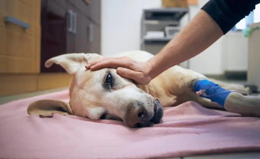 Perro intoxicado - ¿Provocar vómito o ir al veterinario?