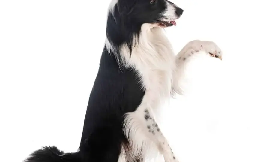 Jak wytresować Border Collie? Kompletny przewodnik