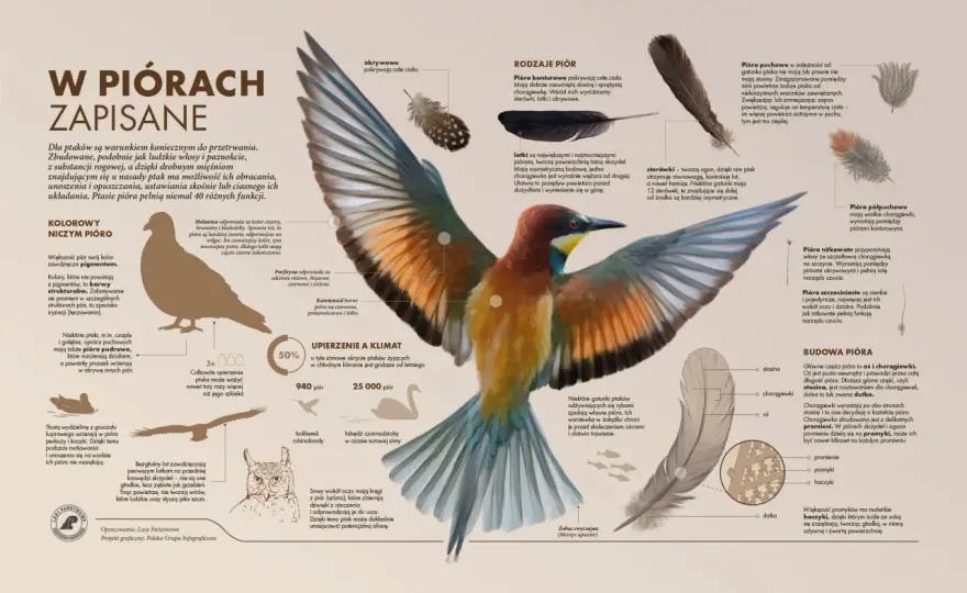 Ptak po francusku: "oiseau" wymowa, gramatyka i przykłady