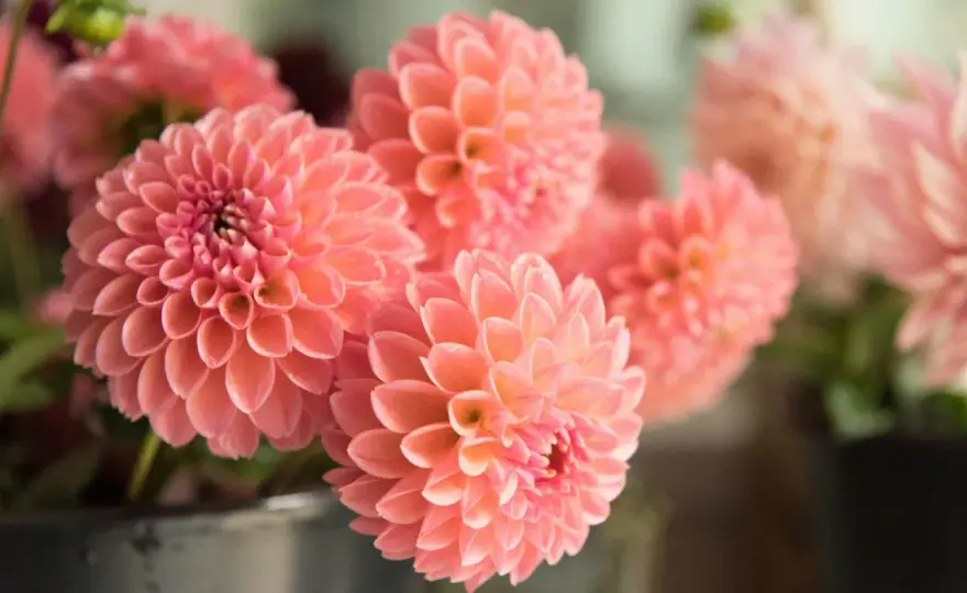 Dahlia en pot - Le guide pour une floraison spectaculaire