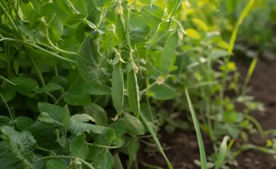 Edamame im Garten anbauen - so klappt die Aussaat und Ernte