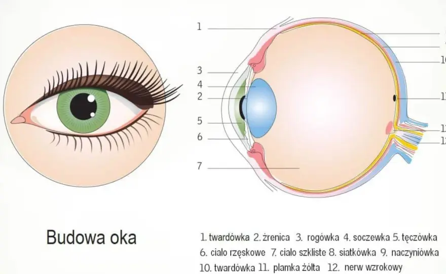 Budowa oka - Jak naprawdę działa narząd wzroku?