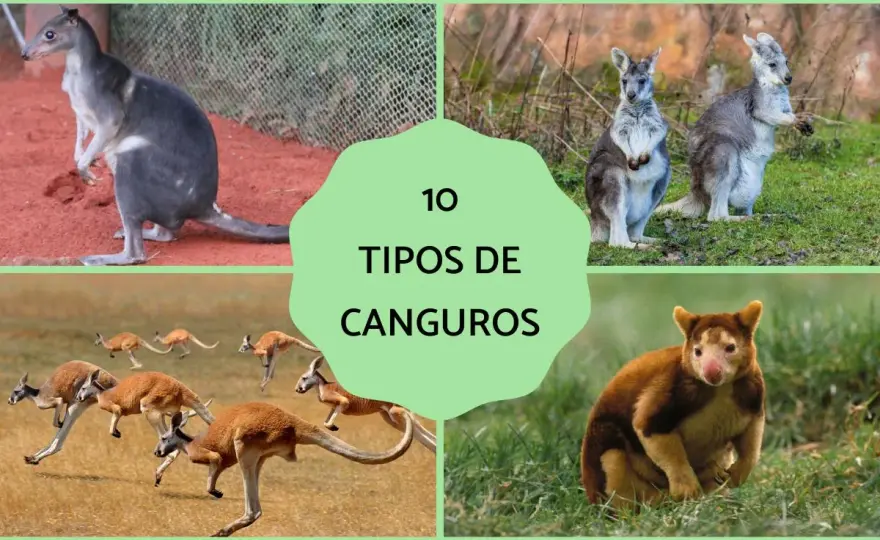 Tipos de Canguros - Guía para distinguirlos sin confundirte