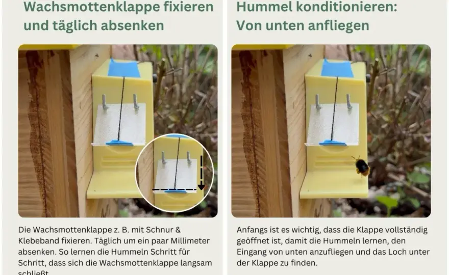 Hummelkasten bauen und richtig aufstellen - so klappt's