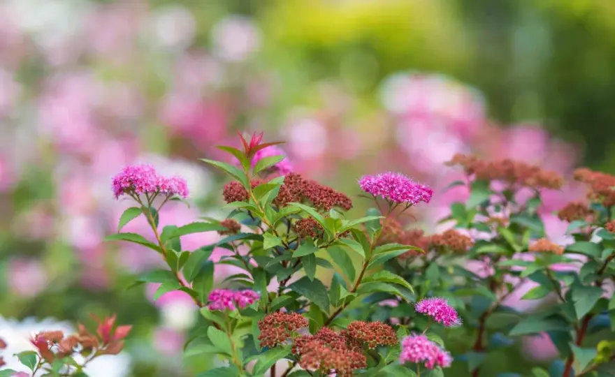 Spirea sorter - Välj rätt för din trädgård och undvik misstagen